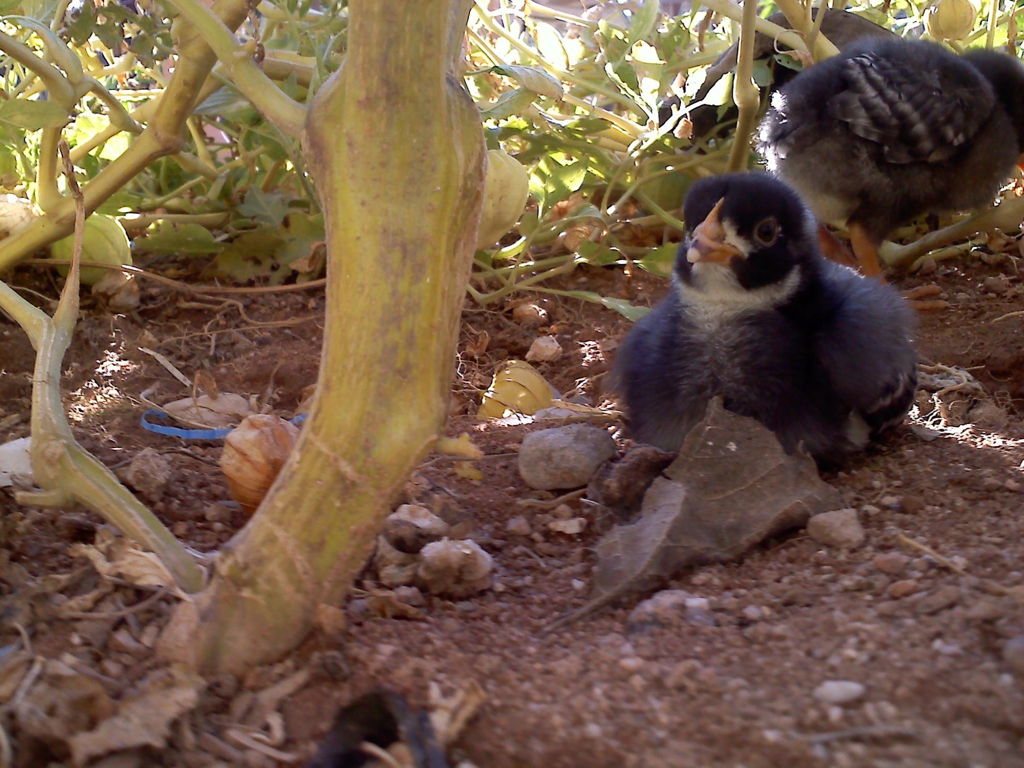 110764_baby_chick_resting.jpg