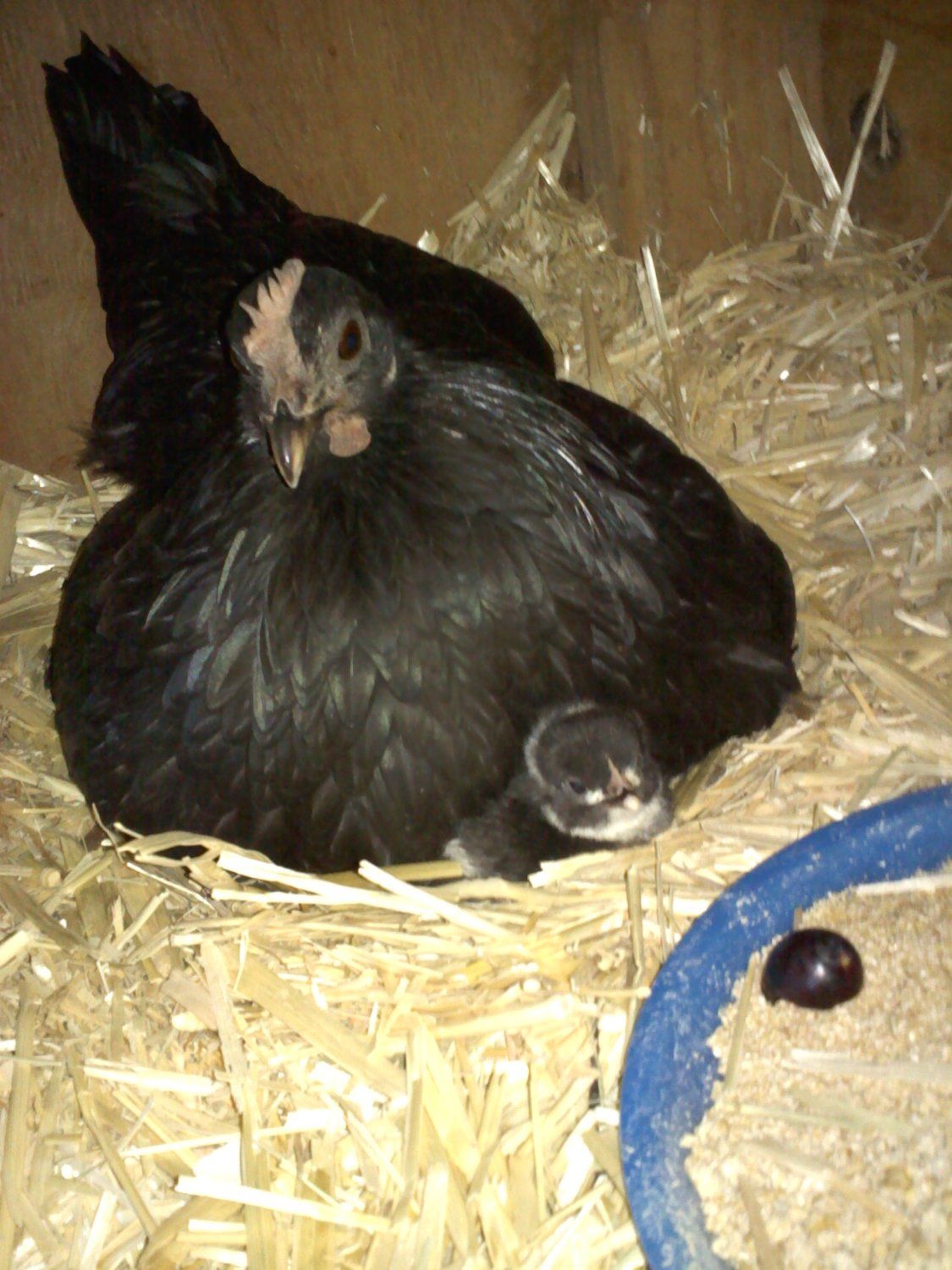 110764_just_hatched2.jpg
