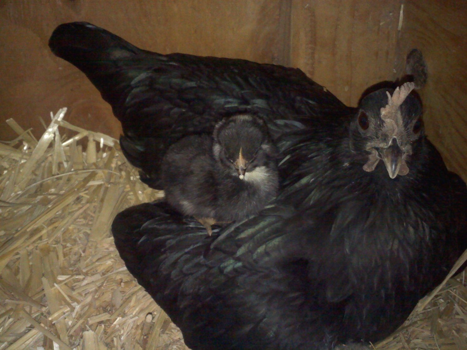 110764_king_of_mama.jpg