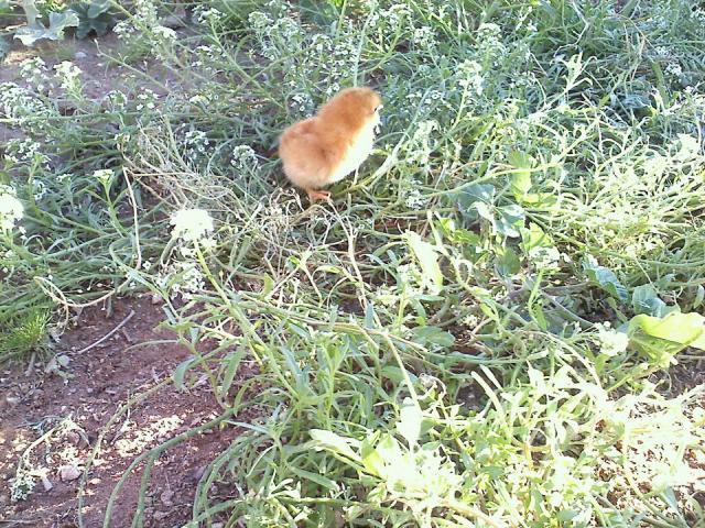 110764_yellow_chick_in_grass.jpg