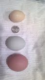 110976_egg_3.jpg