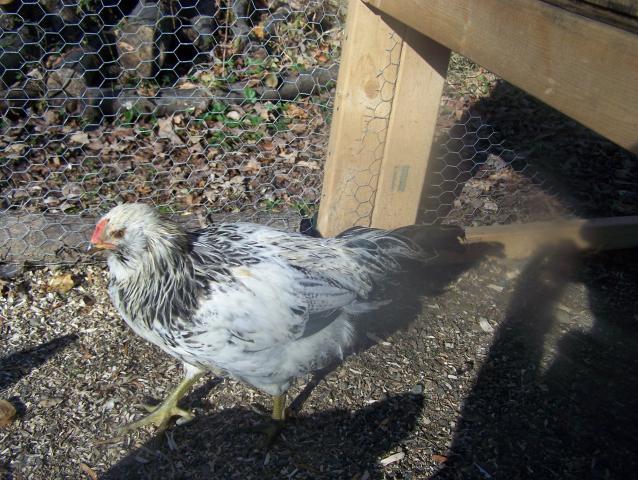 111072_swoop.jpg