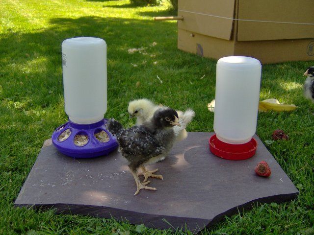 11121_hpim0972.jpg