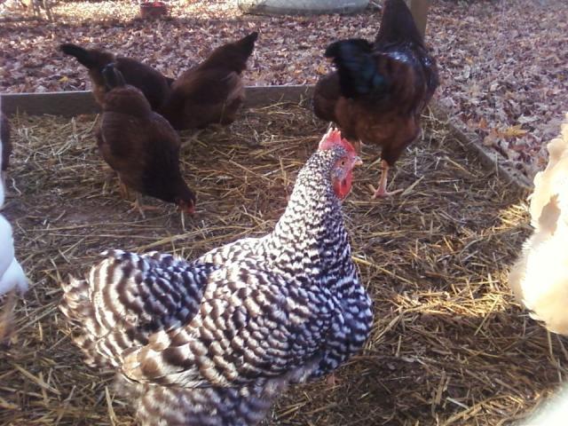 111265_chickens.jpg