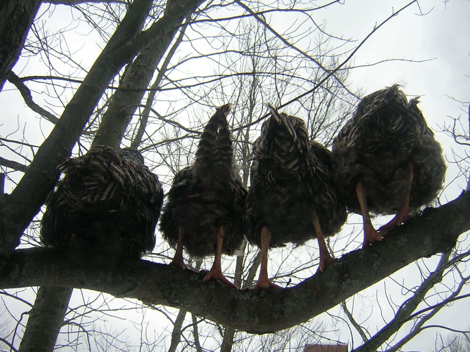 111530_chicken_pickens_027.jpg