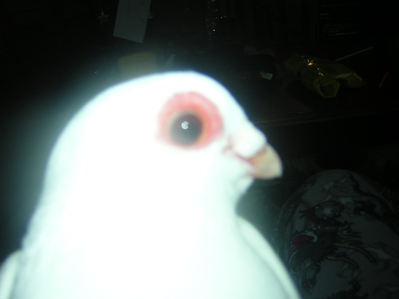 111530_pigeon_christmas_029.jpg