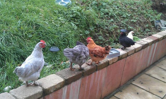 111595_chickens_121.jpg