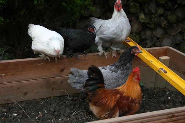 111595_chickens_163.jpg