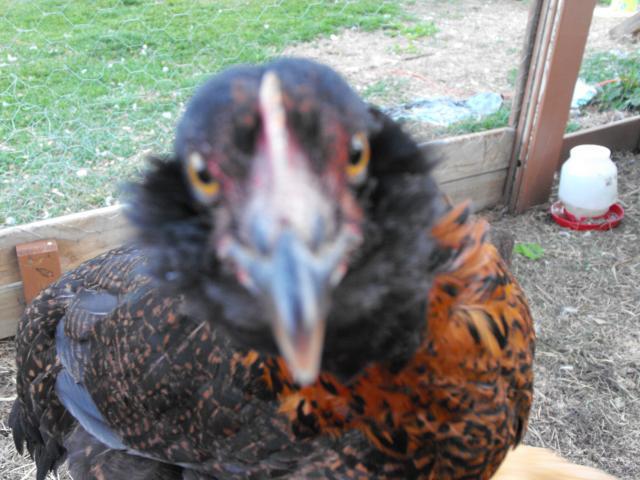 11164_2009_06270266.jpg