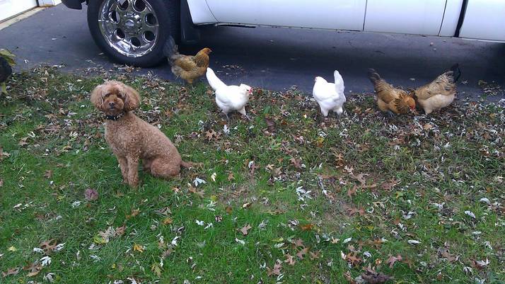 111672_rileyguardingchickens.jpg