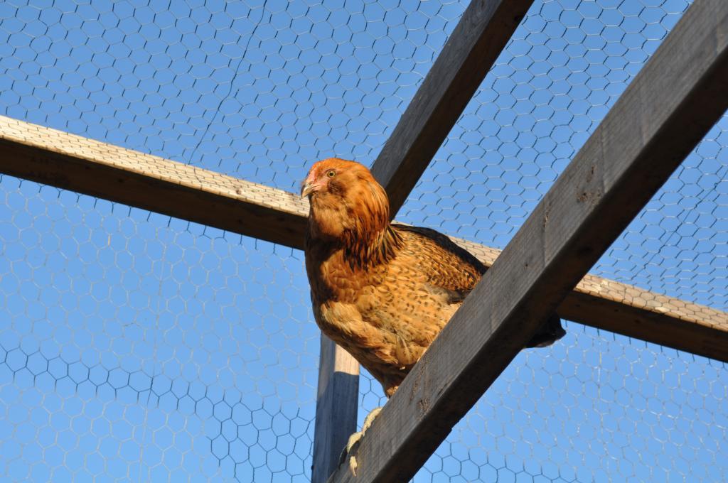 111706_chickenpics_005.jpg