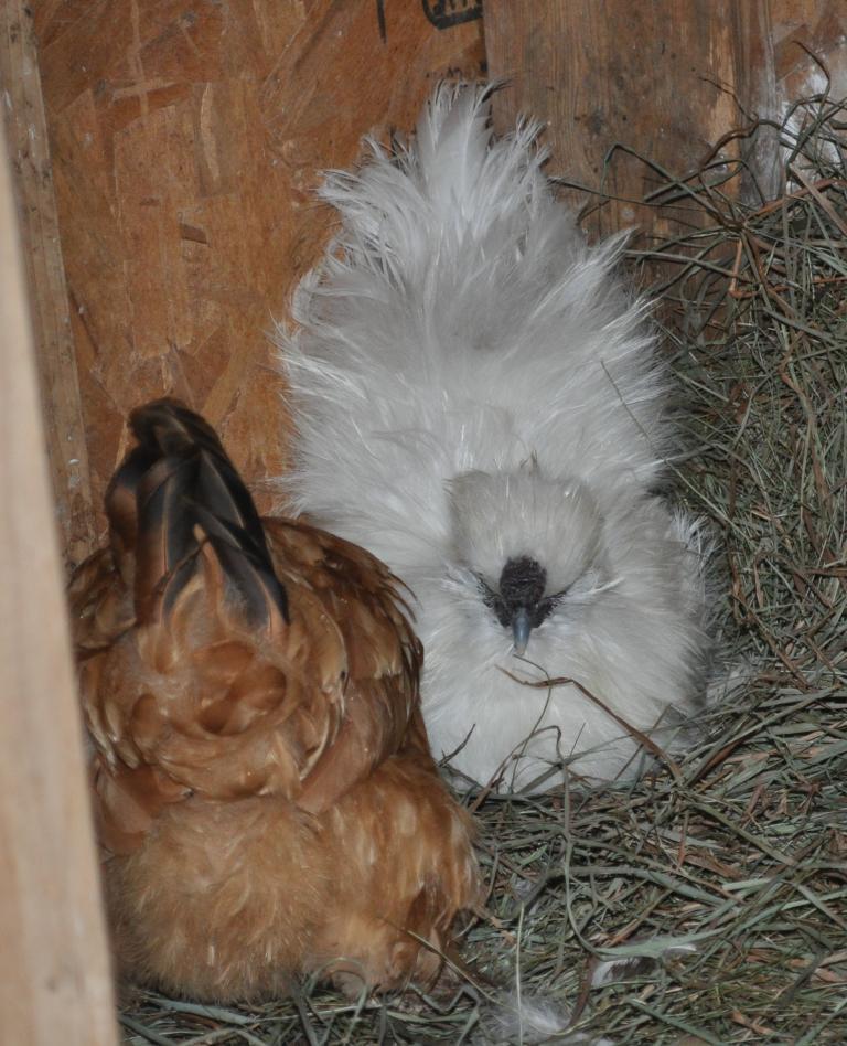 111706_righttrackchickens_030.jpg