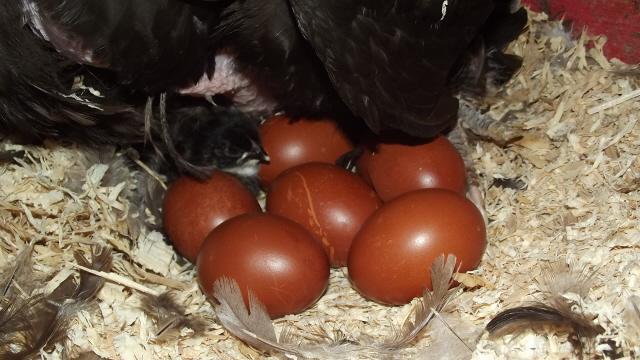 11170_1st_bcm_chick_under_broody_10182011.jpg
