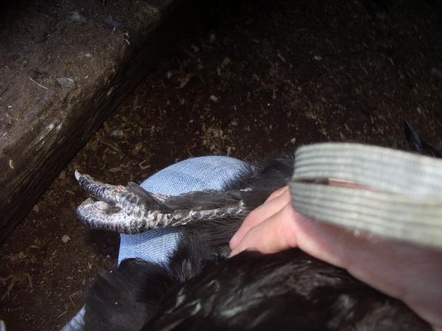 11170_2011_bcm_male_shank.jpg