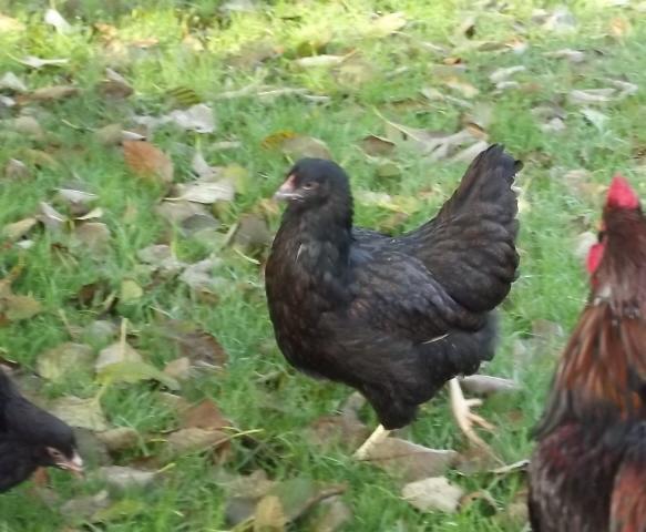 11170_2nd_pullet_from_stephanie_and_ugz.jpg