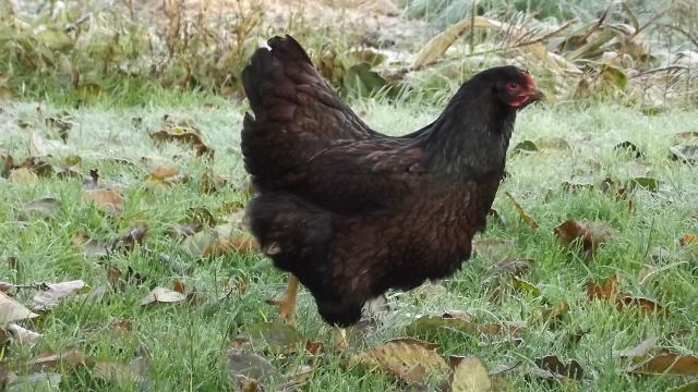 11170_barnevelder_pullet_32_steph_and_ugz_1st_2011_8mos.jpg