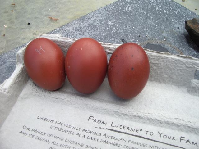 11170_bcm_22111_steves_eggs.jpg