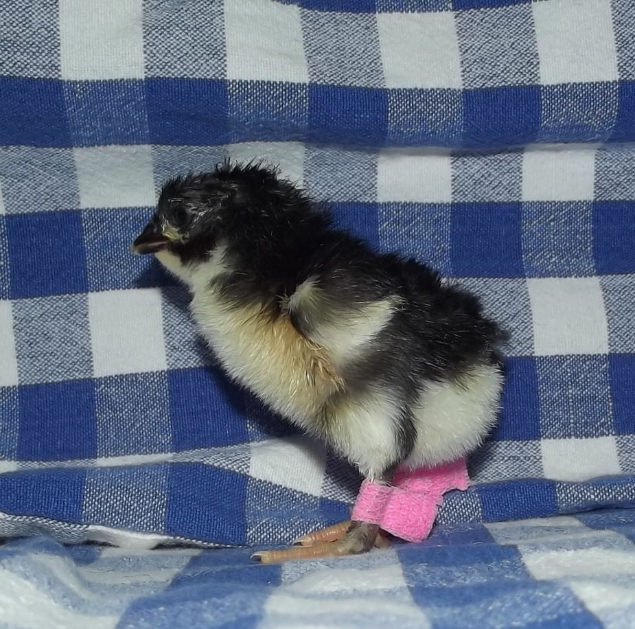 11170_birchen_double_pink_tag_11252011.jpg