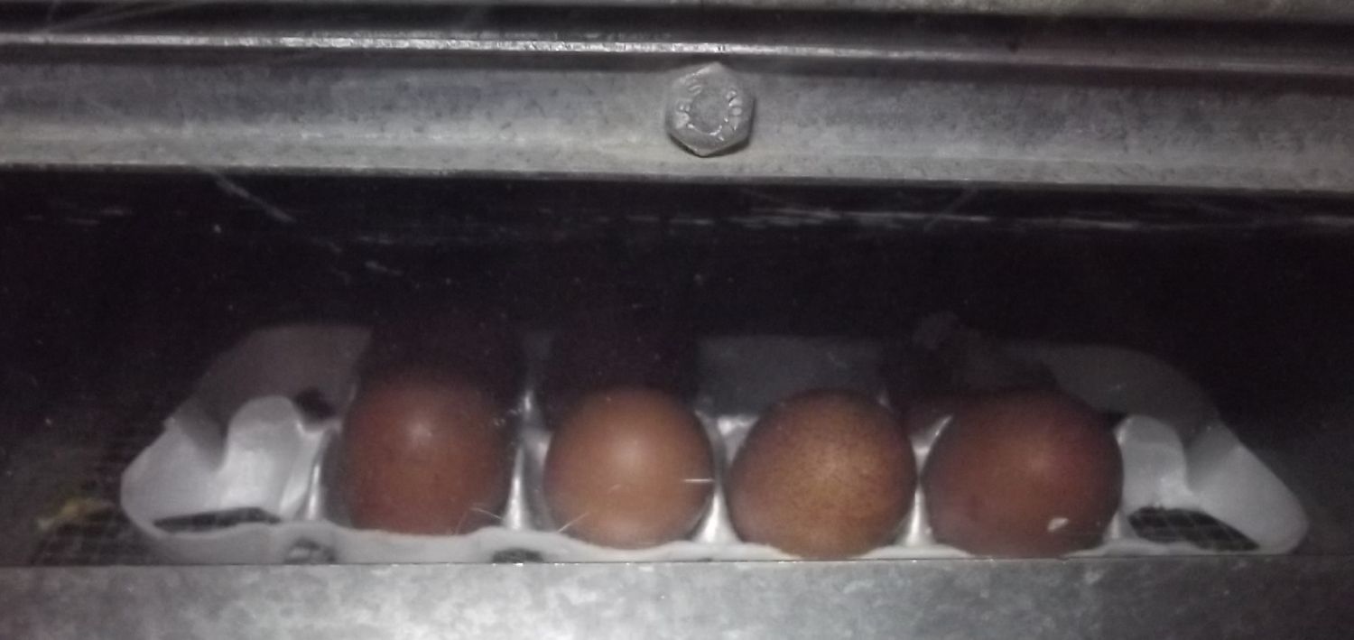 11170_birchen_egg_hatch_11252011.jpg