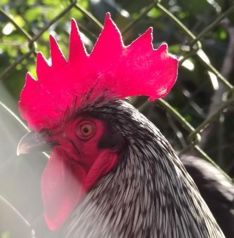 11170_birchen_male_comb_close_up.jpg