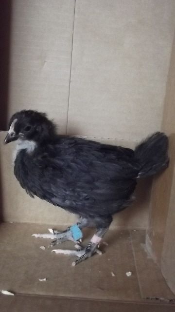 11170_birchen_pullet_blue_pink_band_122011.jpg
