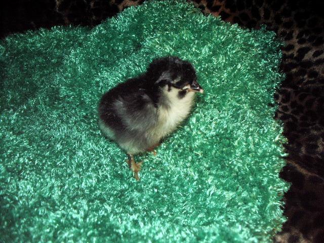 11170_black_copper_chick.jpg