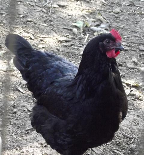 11170_black_copper_pullet_with_carnation_comb_2011.jpg