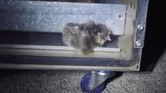 11170_blb_1st_chick_1172011.jpg