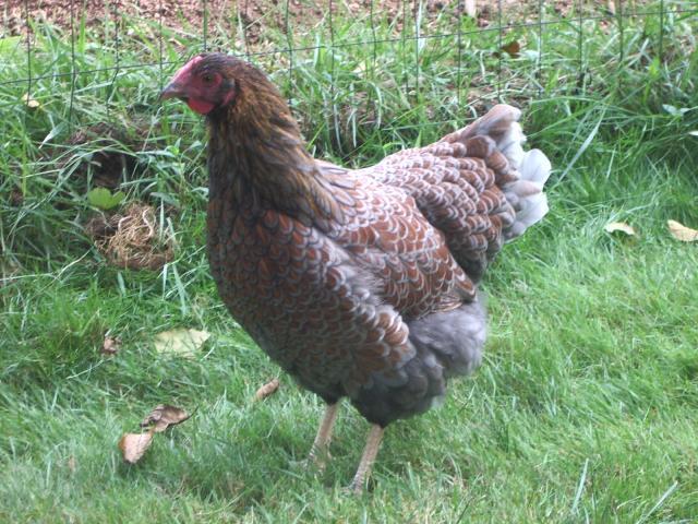 11170_blrw_pullet_8-22-2011_55_mos.jpg