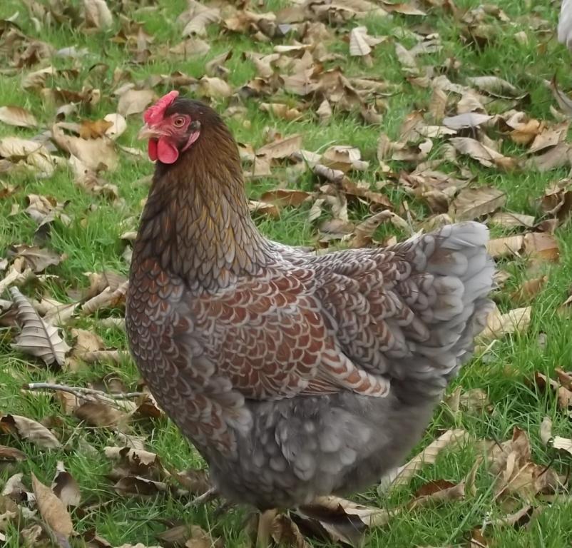 11170_blrw_pullet_from_cpartist_122011.jpg