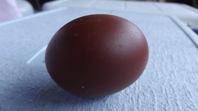 11170_blue_copper_egg_1132011.jpg