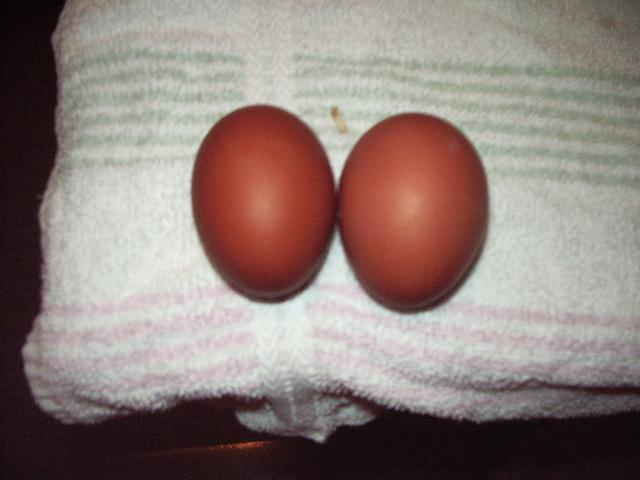 11170_blue_copper_egg_vs_splash_am_x_egg.jpg
