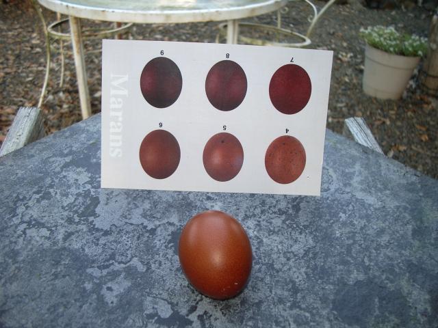 11170_blue_copper_egg_with_shade_card_no_flash.jpg