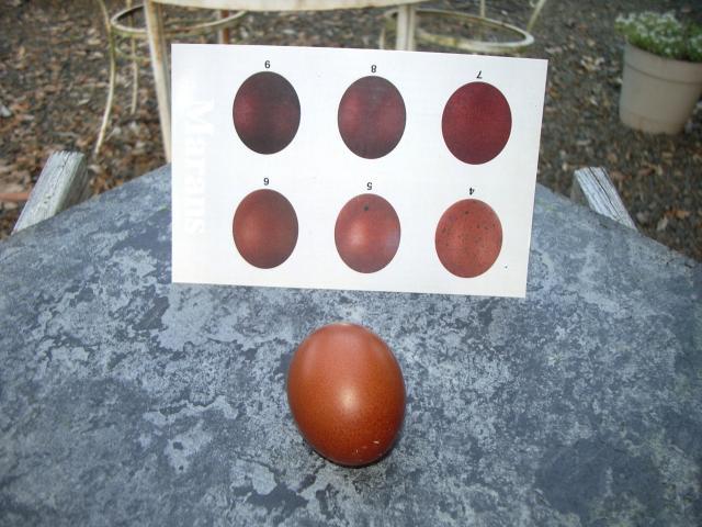 11170_blue_copper_egg_with_shade_card_with_flash.jpg