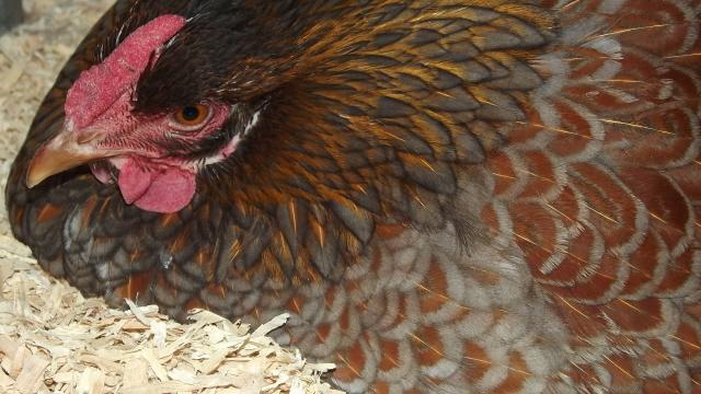 11170_broody_blue_laced_red_2_112011.jpg