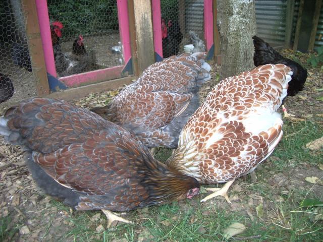 11170_dark_blrw_pullet_8-22-2011.jpg
