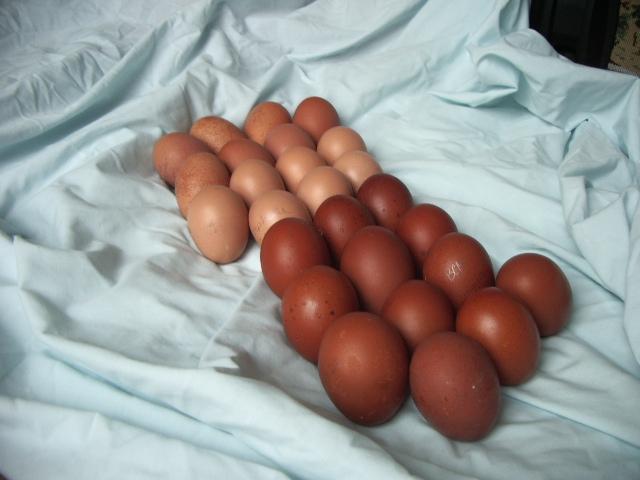 11170_dark_eggs_1.jpg