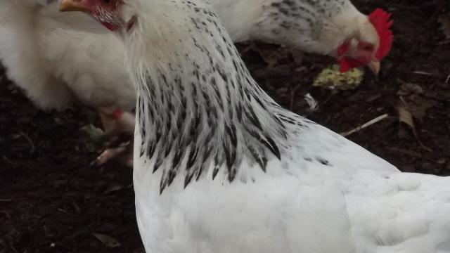11170_del_pullet_1_hackle_close_up_2_102011.jpg