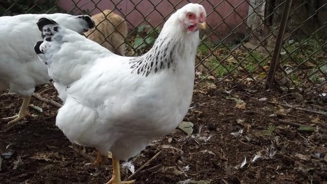 11170_del_pullet_1_hackle_pattern.jpg