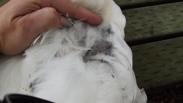 11170_del_pullet_1_undercolor_102011.jpg