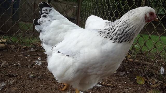 11170_del_pullet_close_up_hackles.jpg