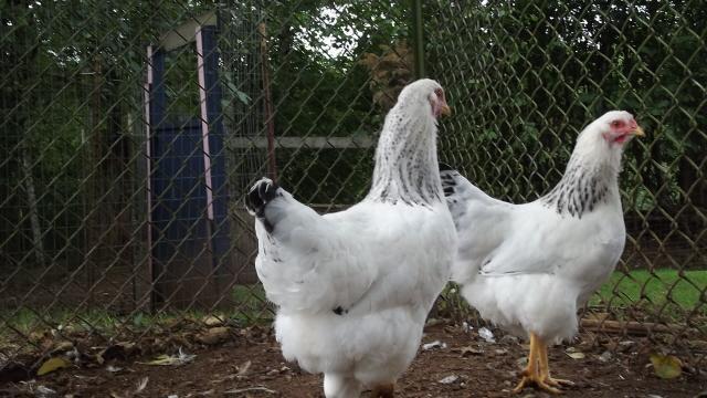 11170_del_pullets_back_side_showing_neck.jpg