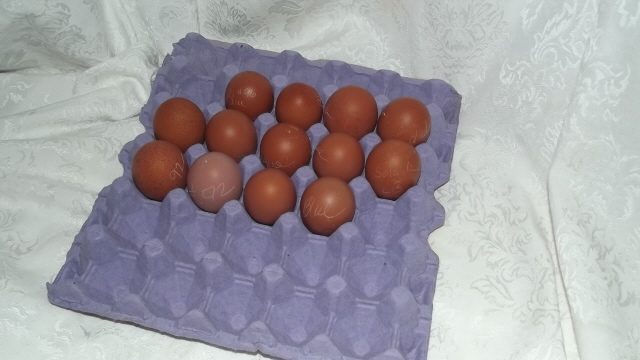 11170_dmrippys_eggs_162012.jpg