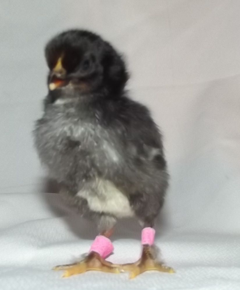 11170_double_pink_pullet_12312011.jpg
