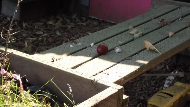 11170_dscf4354.jpg