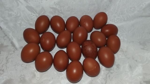 11170_eggs_from_bills_lineage_12102011.jpg