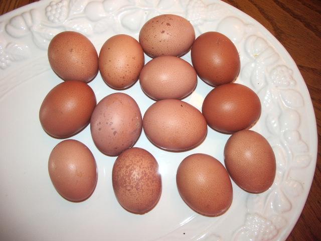 11170_eggs_from_johan_2.jpg