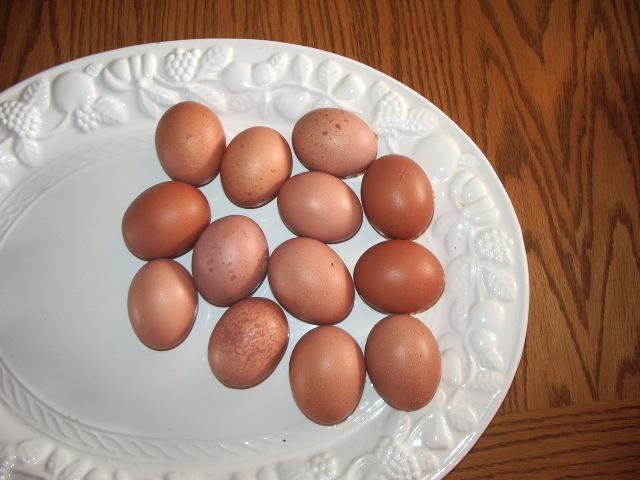 11170_eggs_from_johan_3-19-2011.jpg