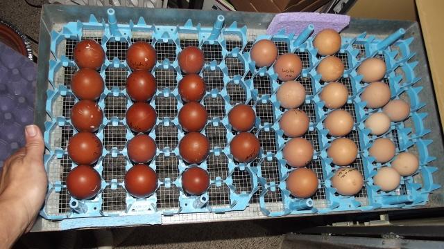 11170_eggs_set_10172011.jpg