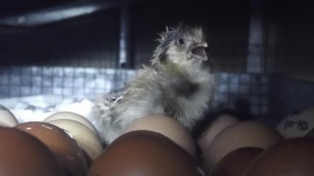 11170_el_stupido_1172011_blue_laced_barnie_project_1st_chick.jpg